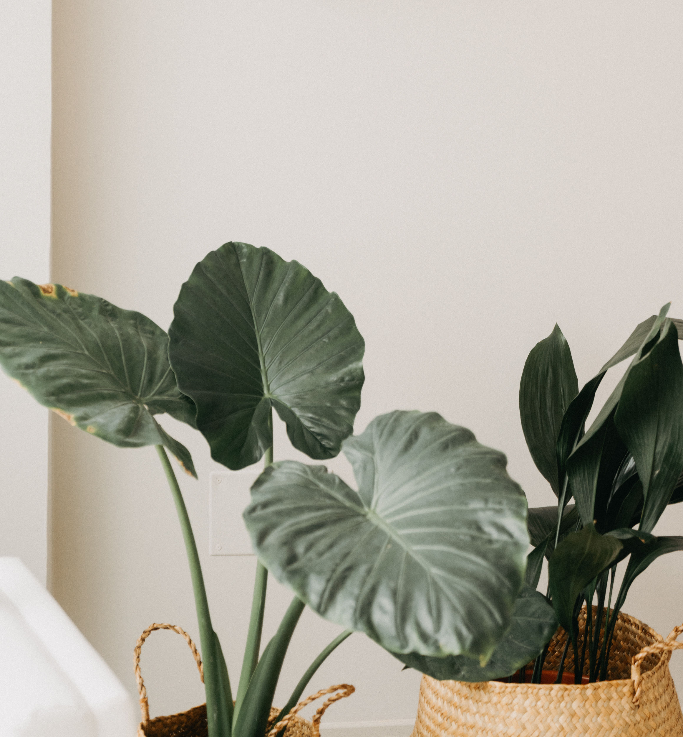 Alpha Salud - Centro de psicología